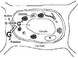 Plant cells have rigid outer cell walls outside cell membranes while animal cells have only cell membranes around the outer perimeter. Proposed Mechanisms Of Glyphosate Absorption Into Plant Cells G Download Scientific Diagram