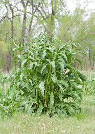 Image result for Rumex crispus