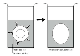 Maybe you would like to learn more about one of these? Anatomy And Physiology Of Animals The Cell Wikibooks Open Books For An Open World