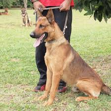 However, considering the breed's history, there's. Belgian Malinois Info Temperment Care Puppies Pictures Training