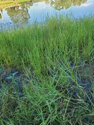 Image result for Panicum repentellum
