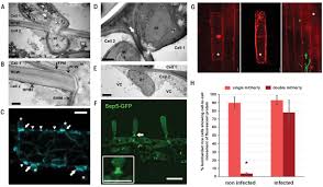 Difference between plant cell and yeast. A Single Fungal Map Kinase Controls Plant Cell To Cell Invasion By The Rice Blast Fungus Science