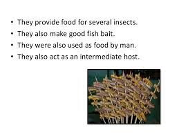 Virtual academy for the semi arid tropics course on insect pests of groundnut module 1: Economic Importance Of Arthopoda