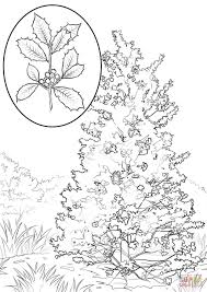 So these are perfect for teens, ambitious tweens. American Holly Coloring Page Free Printable Coloring Pages Coloring Home