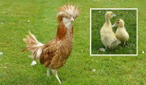 Les races de poule pondeuse. Avi Services About Facebook