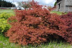 Maybe you would like to learn more about one of these? Acer Palmatum Var Dissectum Baldsmith Wholesale Nursery Supplies Plant Growers In Oregon Nursery Guide