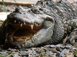 Animals Wallpaper Crocodile Crocodile Animal Crocodile Facts Wild Animal Wallpaper