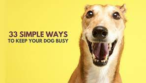 33 Simple Ways To Keep Your Dog Busy Indoors Puppy Leaks
