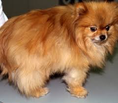 Hajheydari z., akbari j., saeedi m., shokoohi l. Acvd Org Alopecia X Veterinarians With Specialized Training In Skin Ears And Allergy