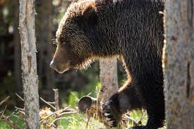 Bear spray rentals and hiking gear. Bear Spray What You Need To Know Yellowstone Forever