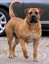 If You Want To Get A Boerboel Learn Everything You Need To