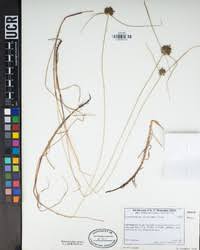 Image result for Pycreus niger