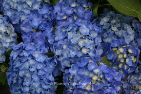 Image result for Hydrangea macrophylla bela obrázek
