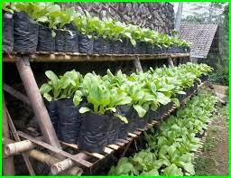 Kamu bisa memilih tanaman apa yang akan kamu tanam dan konsep dekorasi kebun sayuran mu. Kebun Kecil Yang Cantik Di Depan Maupun Belakang Rumah Dunia Fauna Hewan Binatang Tumbuhan Dunia Fauna Hewan Binatang Tumbuhan