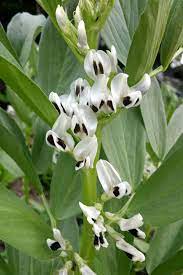 Maybe you would like to learn more about one of these? Broad Beans Sowing Growing And Harvesting Broad Beans
