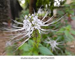 Image result for Orthosiphon