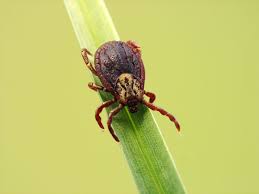 Ticks can easily set up shop near your home, but these tips can keep them away and help prevent a bite. Tick Infestations Causes Signs And Prevention