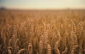 Download 82 wheat pattern free vectors. Wallpaper Nature Field Farm Wheat Spikelets Field Farm Wheat Harvest Crop Grains Depth Of Field Spike Grain Farmland By Johannes Plenio Images For Desktop Section Priroda Download
