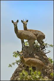 Klipspringers A Small Species Of African Antelope By Frik Erasmus They Live In Family Groups No South African Animals African Animals Animals Of The World