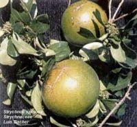 Image result for Strychnos innocua