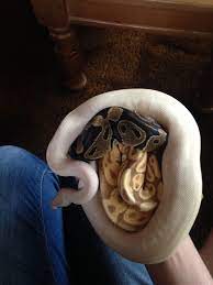 This Ball Of Ball Pythons Cute Snake Cute Reptiles Ball Python
