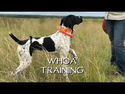 Here Is A Teach Your Dog Whoa Lesson By Standing Stone Kennels Pictured Here Is June Hitting The Field After Her Whoa Bird Dog Training Dog Training Bird Dogs