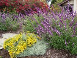 Growing Lavender Cotton Plants In Your Garden Growing Lavender Cool Plants Drought Tolerant Garden