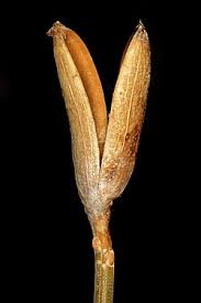 Image result for Montinia caryophyllacea