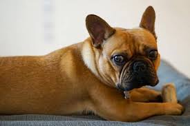 The french bulldog is among the most popular dog breeds because they are low energy and adaptable to any home, even a small apartment. French Bulldog C Section Why Frenchies Can T Whelp Naturally Anything French Bulldog