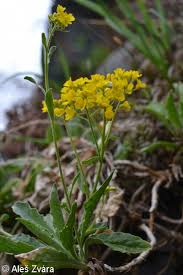 Image result for Aurinia