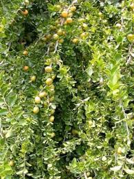 Image result for Dovyalis xanthocarpa
