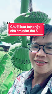 Chuối bàn tay phật