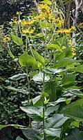 Image result for Inula mannii