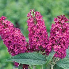 Pin On Trees And Shrubs