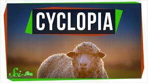 These animals suffer from genetically strange mutations. Cyclopia A Rare Birth Defect That Could Help Cure Cancer Youtube