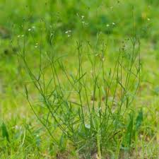 Image result for Cordylostigma longifolium