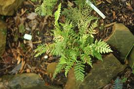 Image result for Pseudocyclosorus