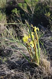 Image result for Moraea spathulata