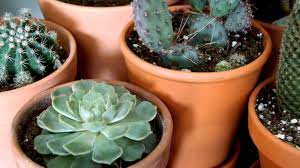 The fruit also contains the superstar antioxidants you get from fruits like blueberries, called flavonoids. What S The Difference Between Cacti And Succulents