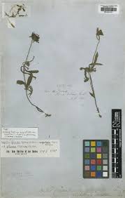 Image result for Aspilia mendoncae