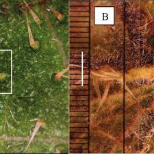 Image result for Girardinia bullosa