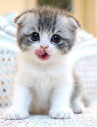We did not find results for: Scottish Fold And Munchkin Kittens Sale Munchkin Kitten Munchkin Cat Breeders Munchkin Cat Scottish Fold