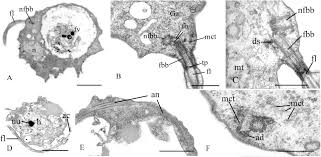 Lowongan kerja via email / pos pt patco elektronik indonesia cikarang. Insights Into The Origin Of Metazoan Multicellularity From Predatory Unicellular Relatives Of Animals Biorxiv