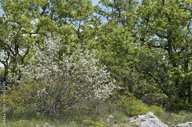 Image result for Amelanchier ovalis