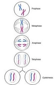 Basic Stages Of Mitosis Diagram Bing Images Biology Lessons Mitosis Biology Classroom