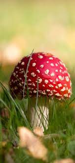 We have an extensive collection of amazing background images carefully chosen by our. Red Mushroom Grass Hazy 1125x2436 Iphone 11 Pro Xs X Wallpaper Background Picture Image