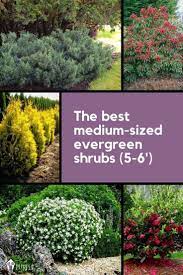 When you think of small evergreen shrubs, do you picture uninteresting lumps of green dotting a landscape? 5 6 Foot Evergreen Shrubs For Your Landscape Pretty Purple Door
