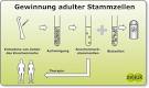 Was sind adulte Stammzellen? - Seracell Pharma AG