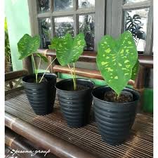 Jual Keladi Army Keladi Hias Kaladium Caladium Tanaman Hias Alocasia Kab Bogor Bogor Home Floris Tokopedia