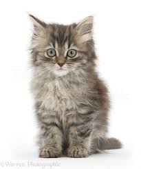 Two weeks old sleeping black and white kittens. Tabby Kitten 10 Weeks Old Photo Wp28459